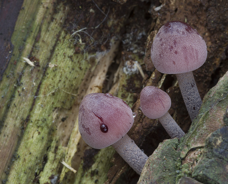 Mycena haematopus